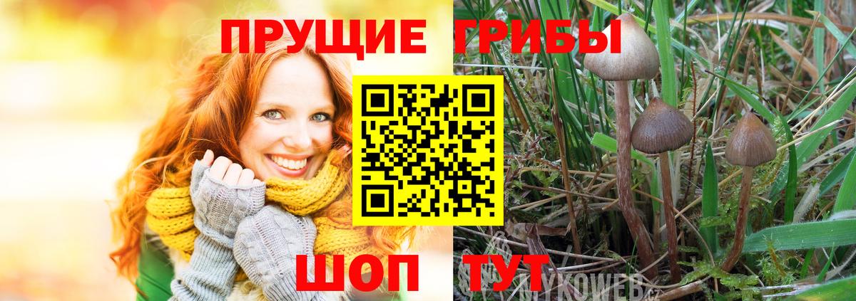 Галлюциногенные грибы Psilocybe  Вход с VPN  Гуково  Галлюциногенные грибы Cubensis 